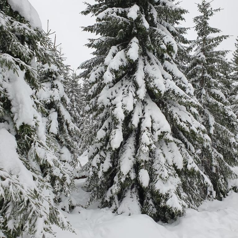 Harz im Winter
